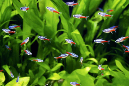 NEON TETRA 2cm