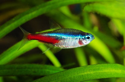 NEON TETRA 2cm