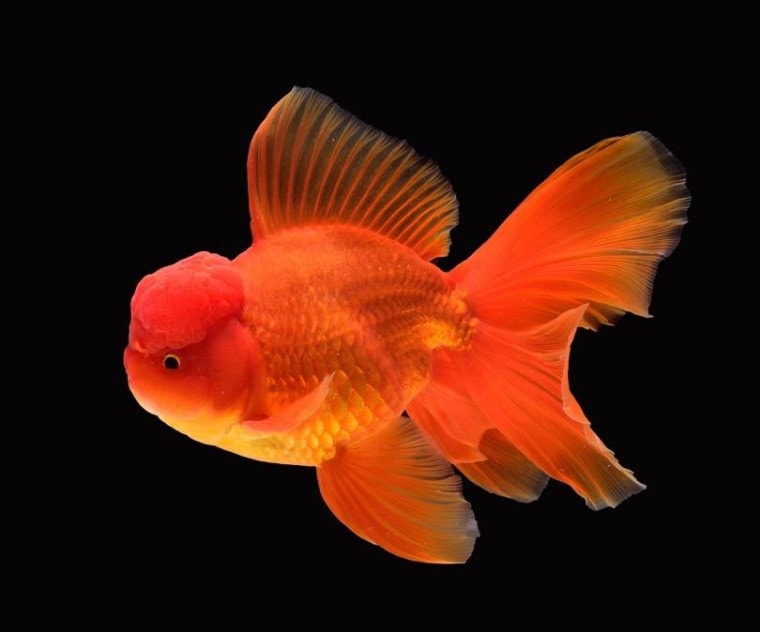 GOLD FISH ORANDA