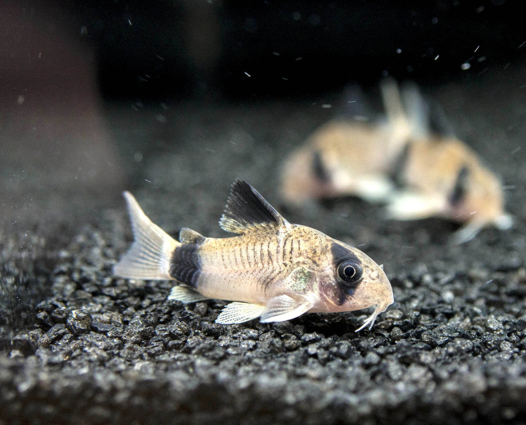 CORYDORAS