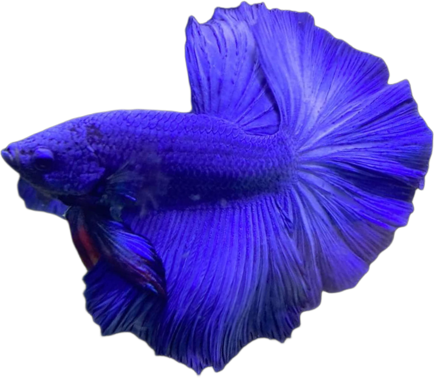 HALFMOON BLUE BETTA