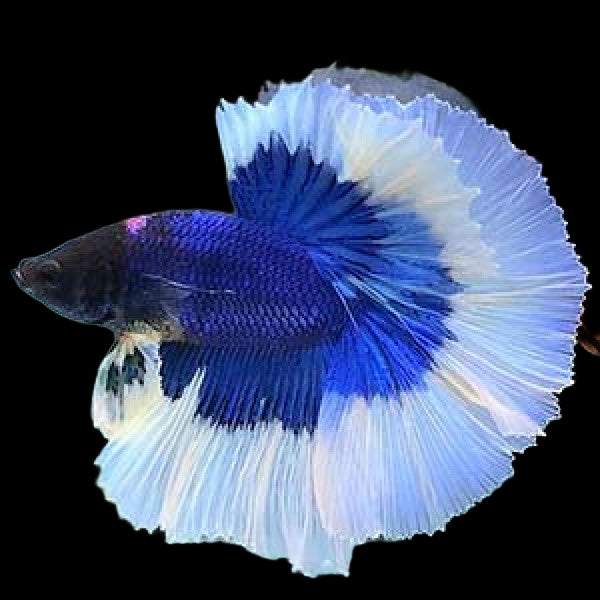 HALFMOON BUTTERFLY BLUE BETTA