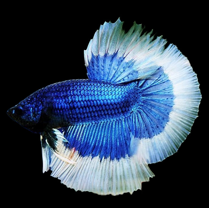 HALFMOON BUTTERFLY BLUE BETTA