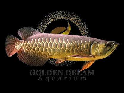 HIGH BACK GOLDEN AROWANA 16-18cm