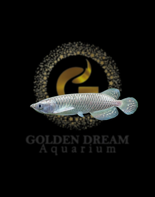 Pearl Arowana Fish 12cm