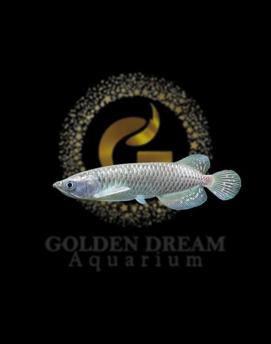 Pearl Arowana Fish 18cm