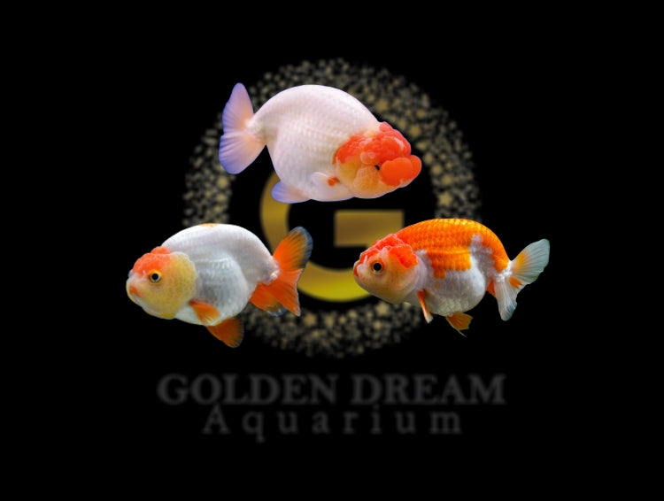 RANCHU GOLD MIX