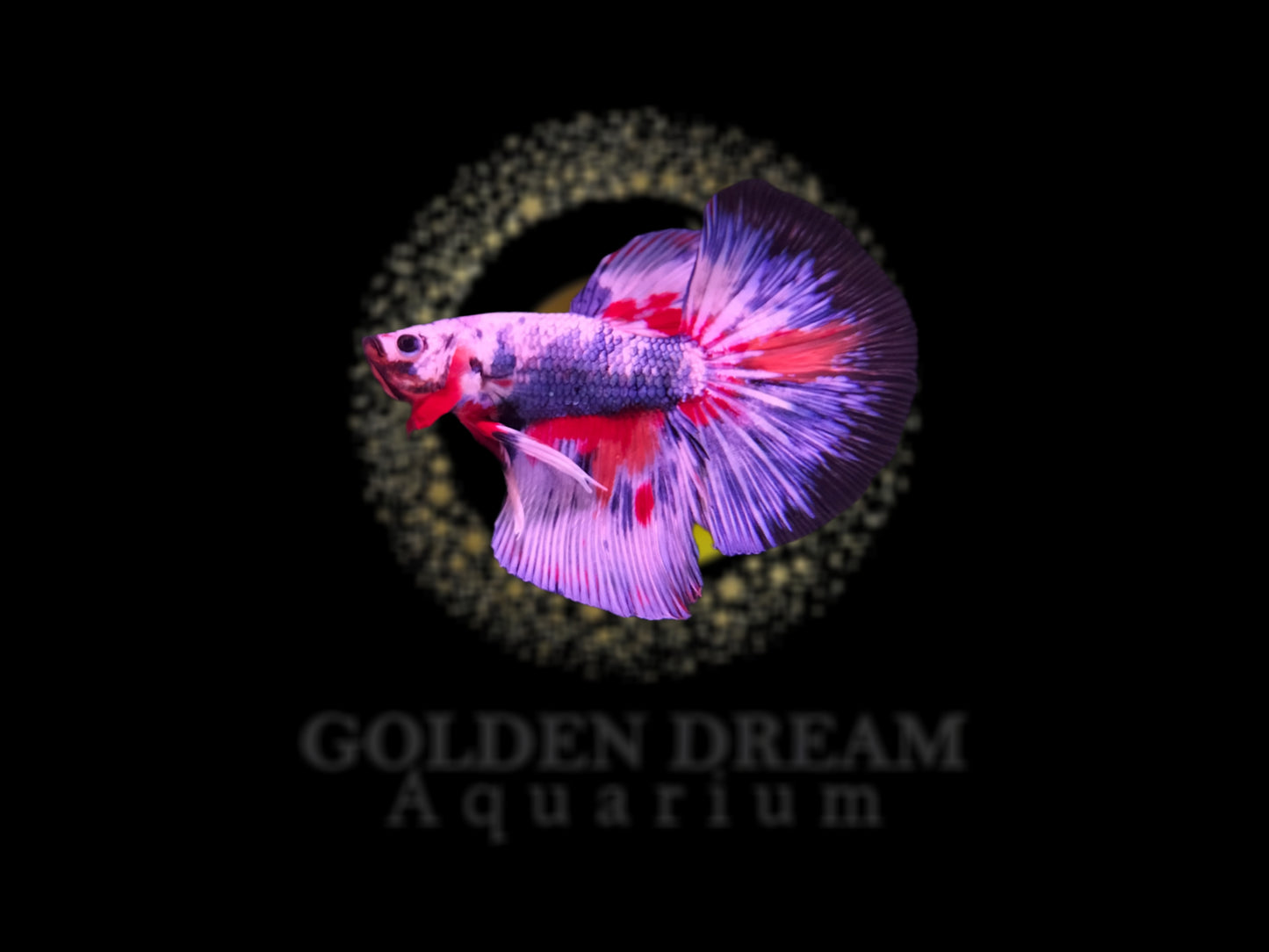 HALFMOON KOI FANCY BETTA