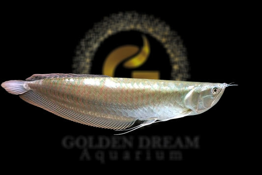 Silver Arowana 15-20cm