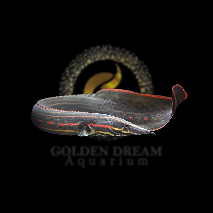 REDSPOT FIRE EEL