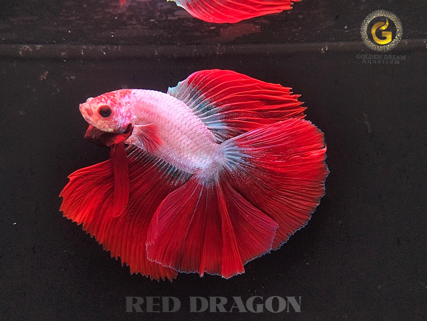 RED DRAGON BETTA