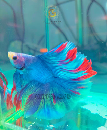 FULLMOON BETTA