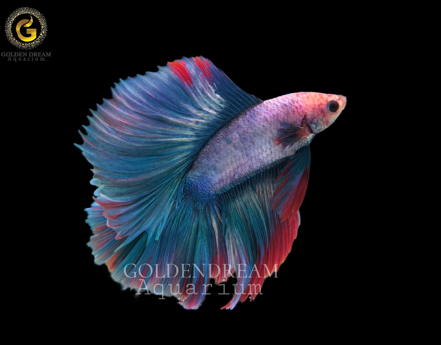 FULLMOON BETTA