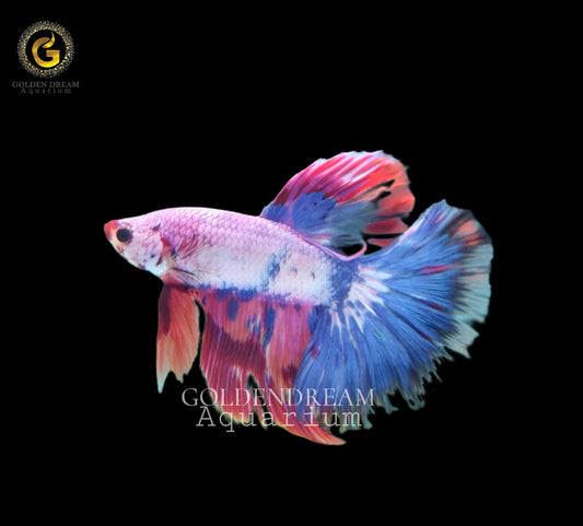 HALFMOON KOI FANCY BETTA