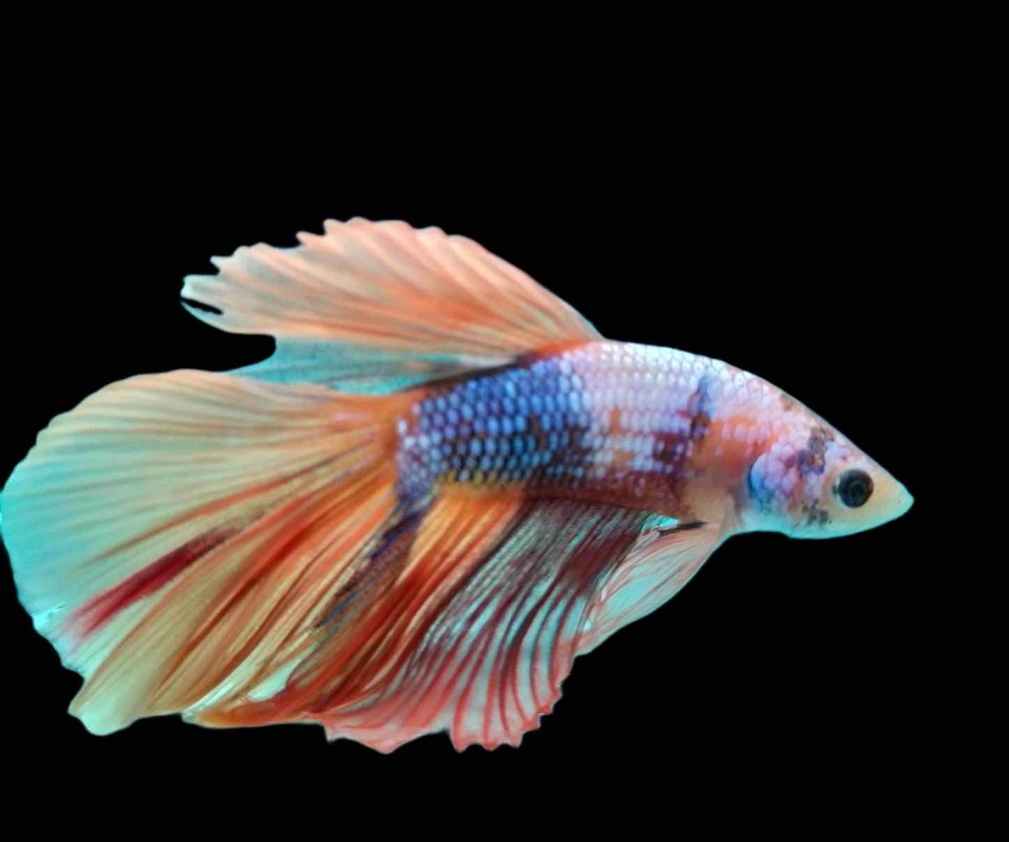 HALFMOON KOI FANCY BETTA