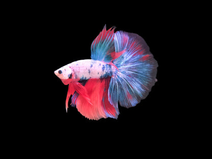 Koi Halfmoon Betta