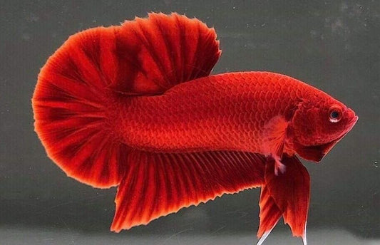 ROUNDTAIL RED BETTA