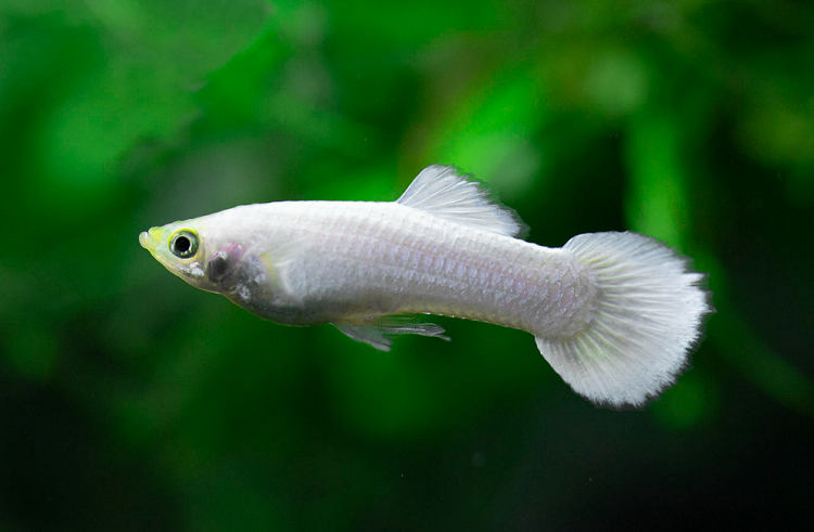 WHITE GUPPY 3cm