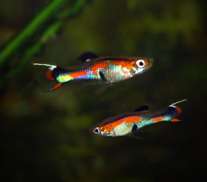 ENDLER GUPPY 2.5cm