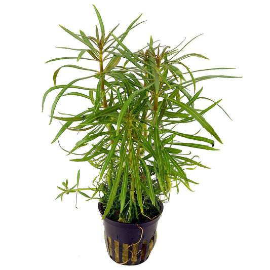 Pogostemon Stellatus Pot Plant