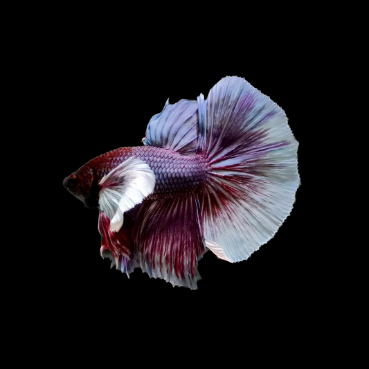 HALFMOON DUMBO EAR BETTA