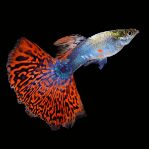 SNAKESKIN RED MOSAIC SPECIAL GUPPY PAIR