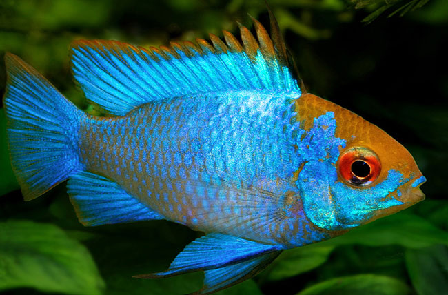 RAMIREZI FISH