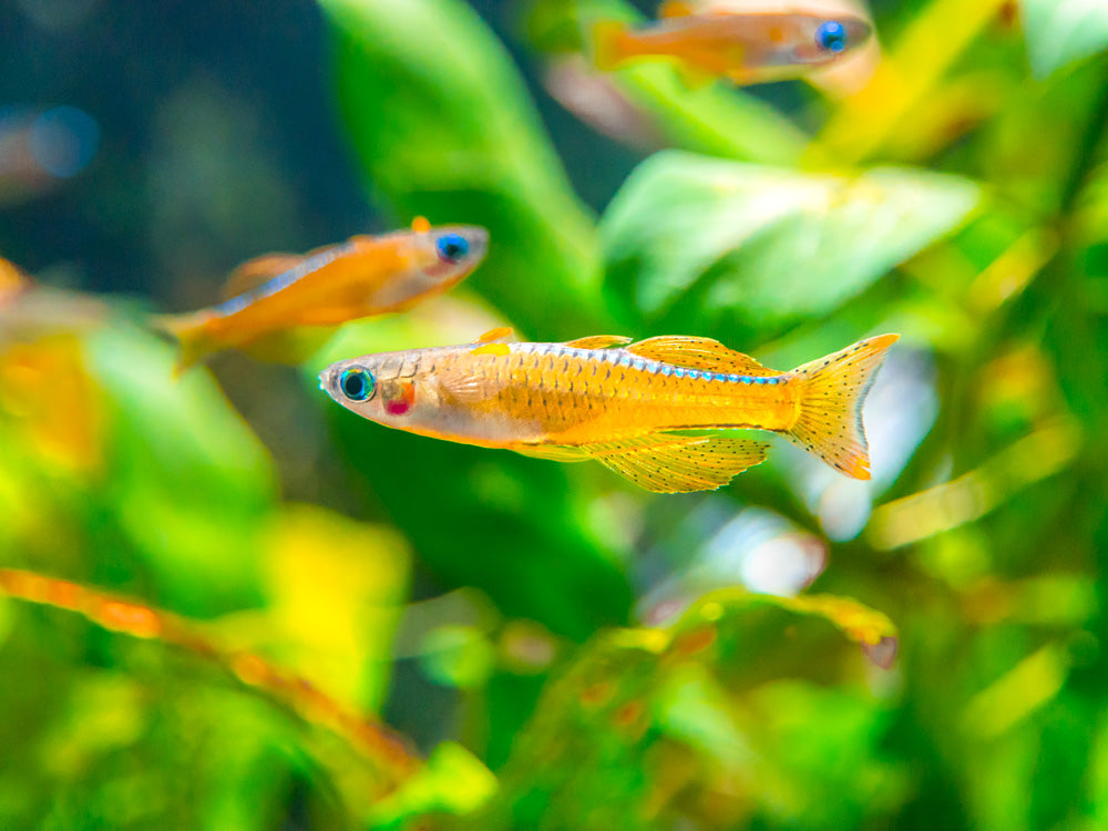 Red Neon Blue Eye Rainbow Fish 2-3cm