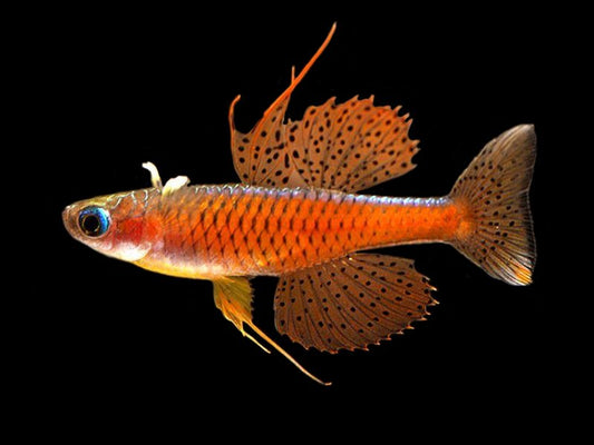 Red Neon Blue Eye Rainbow Fish 2-3cm