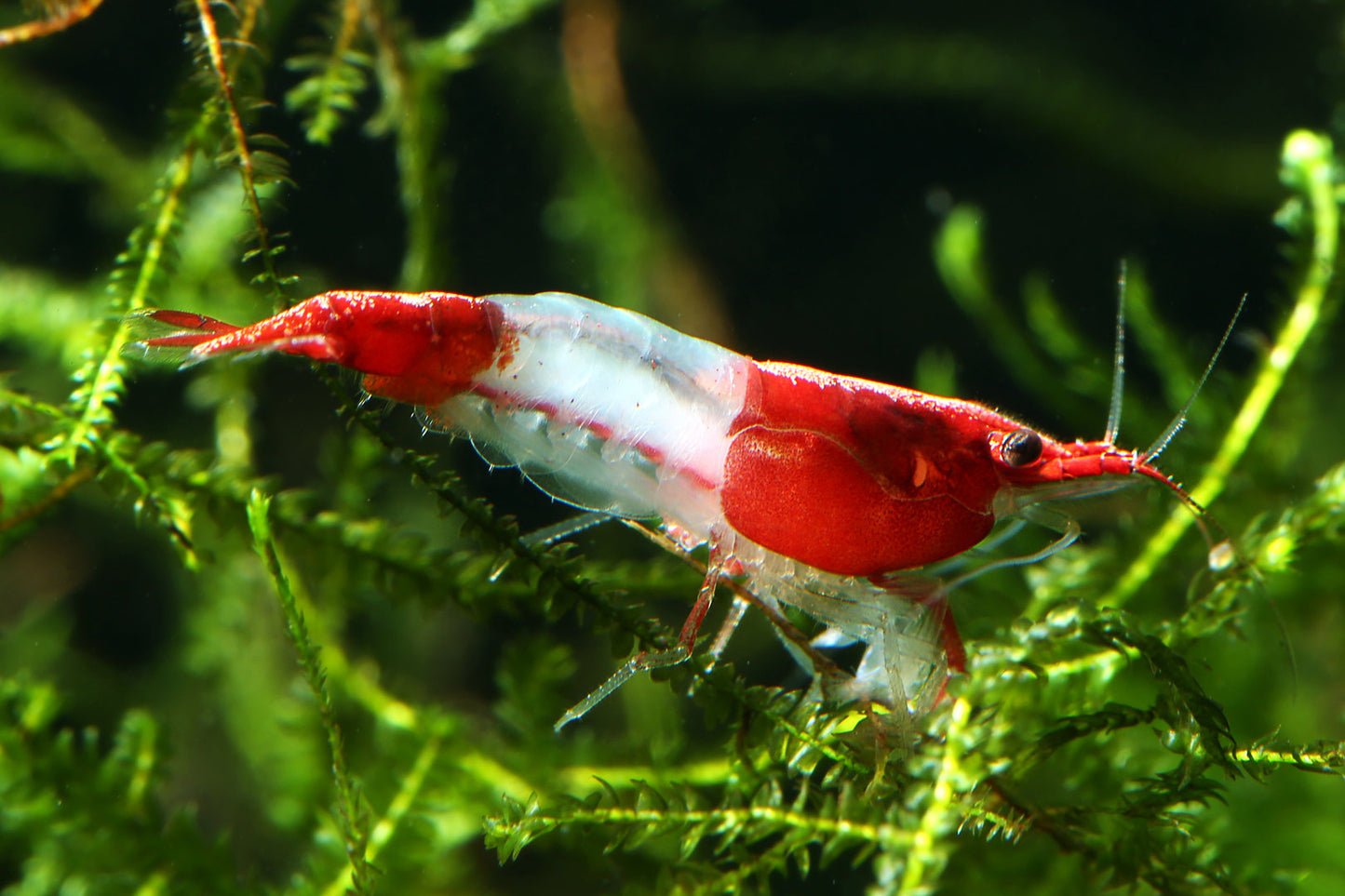 RILI SHRIMPS 1.5cm