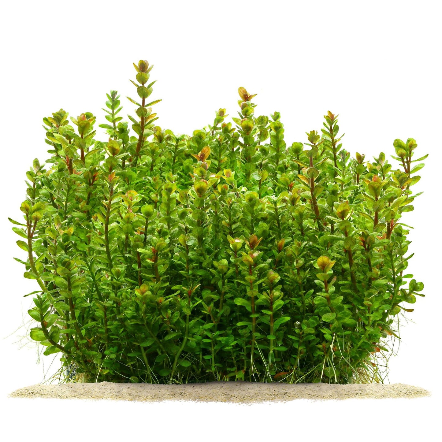 Rotala Indica Pot Plant