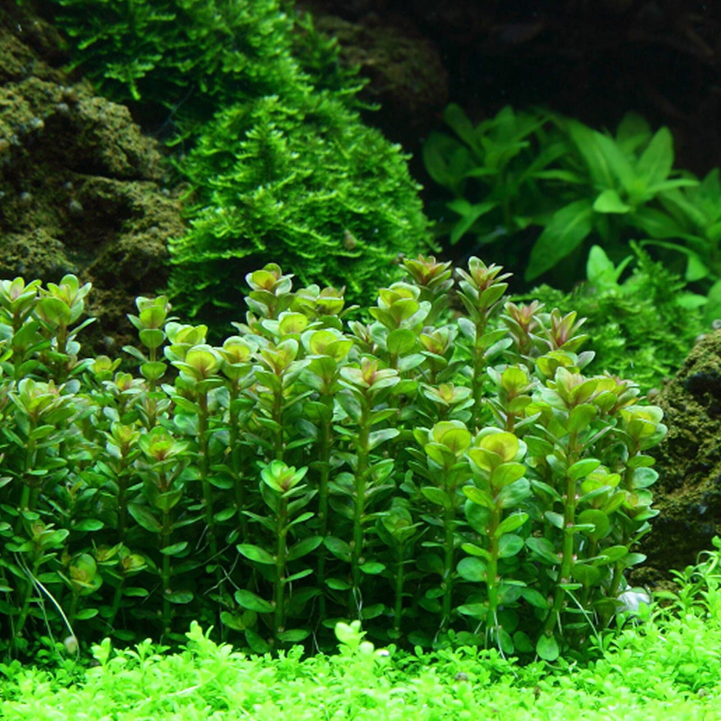 Rotala Indica Pot Plant