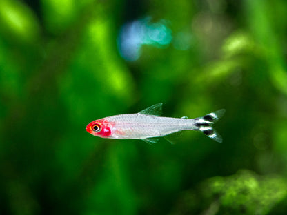 RUMMY NOSE TETRA 2.5cm