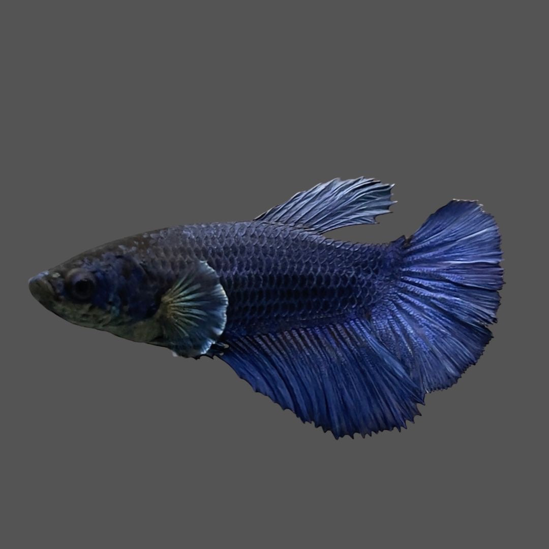 Betta Halfmoon Female