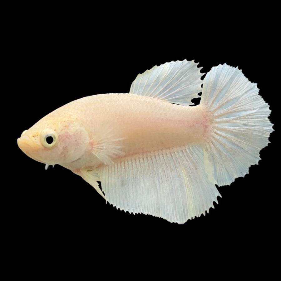 Betta Halfmoon Female