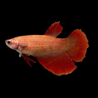 Betta Halfmoon Female