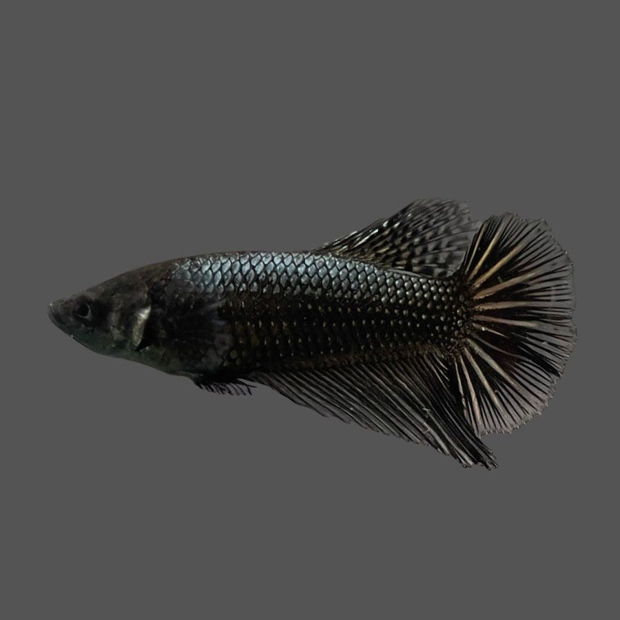 Betta Halfmoon Female