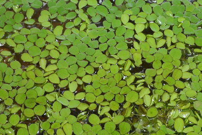 SALVINIA FLOATING PLANT IN CUP