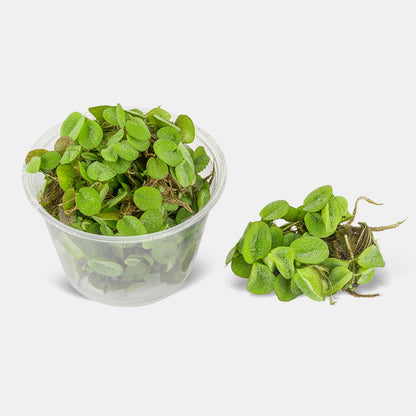 SALVINIA FLOATING PLANT IN CUP