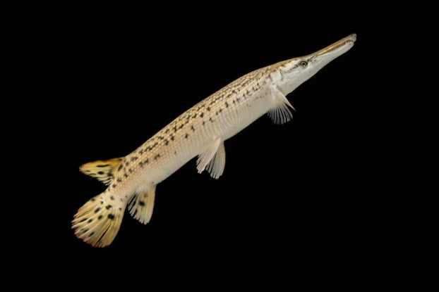 ALLIGATOR GAR FISH