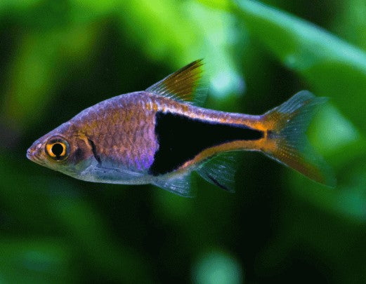 HARLEQUIN RASBORA 2cm