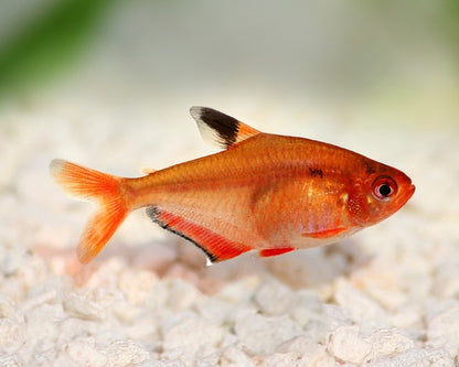 SEARPE TETRA 3CM