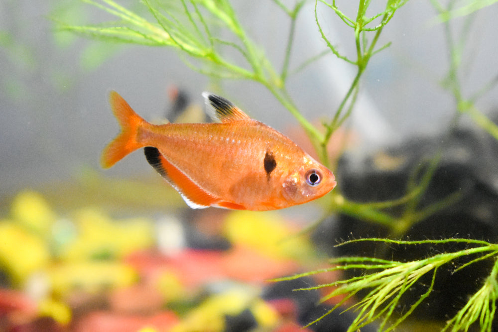 SEARPE TETRA 3CM