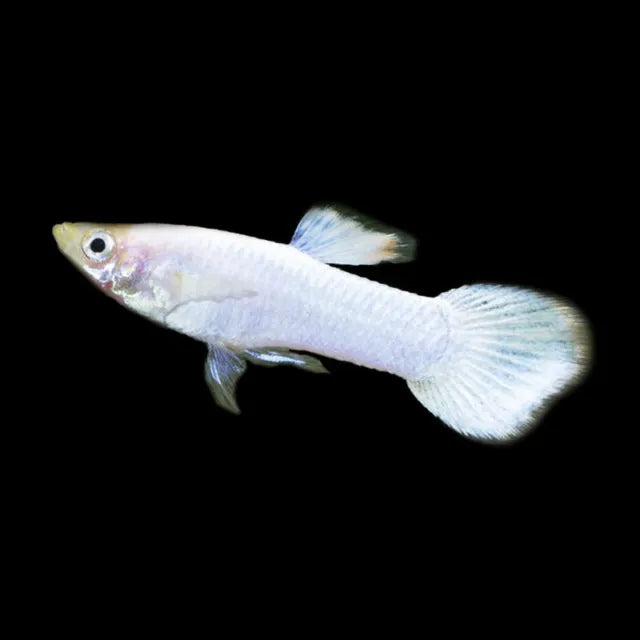 WHITE GUPPY 3cm