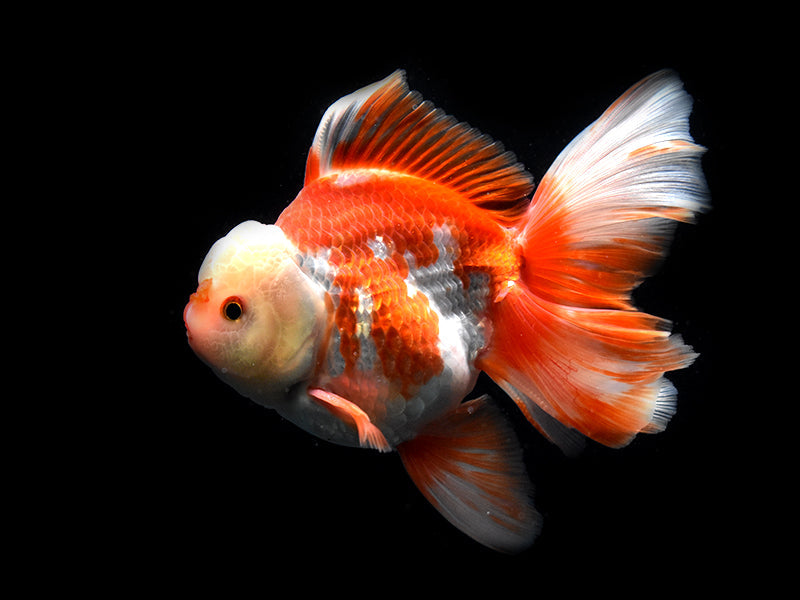 ORANDA MIX 12-15cm