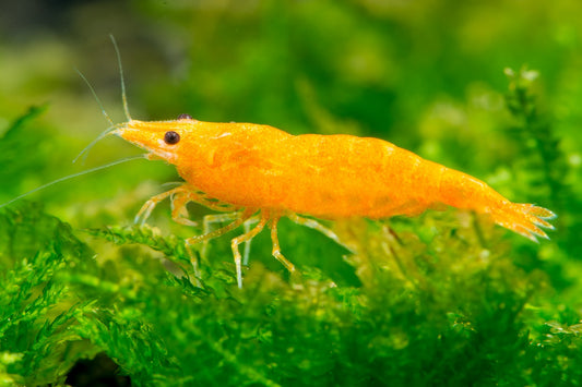 ORANGE SHRIMPS 1.5cm