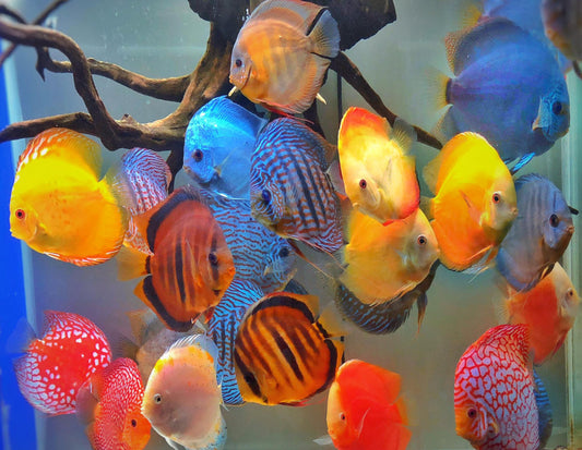 DISCUS MIX 2.5 - 3 CM