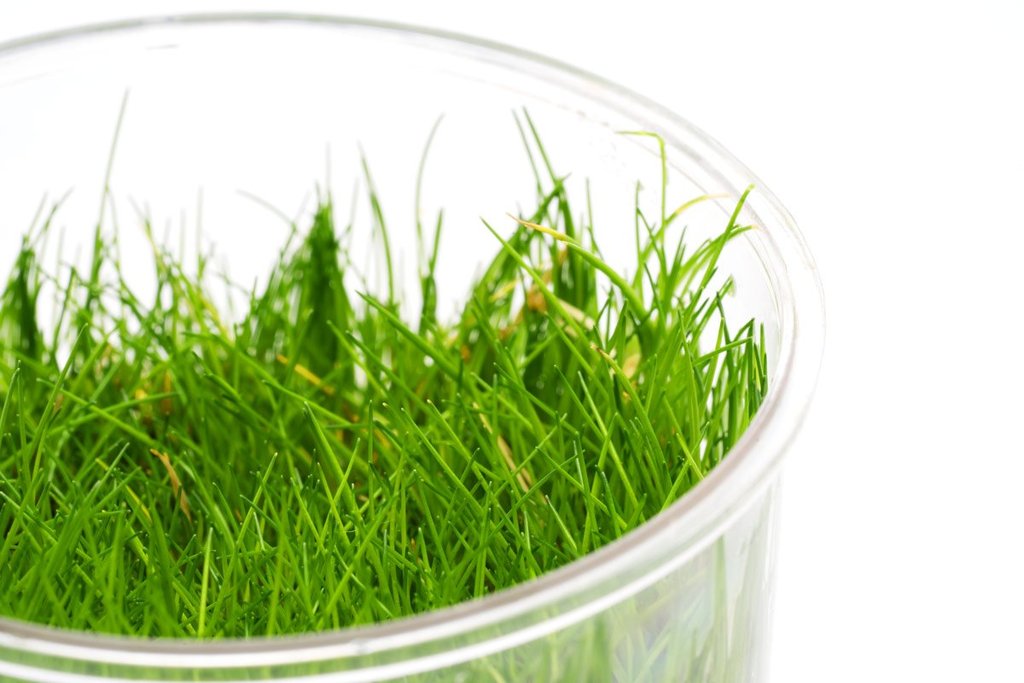 ELEOCHARIS MINI GRASS TISSUE CULTURE CUP PLANT