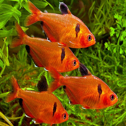 SEARPE TETRA 3CM