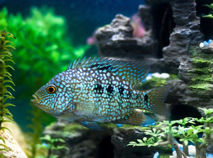 GREEN TEXAS CICHLID 8-10cm